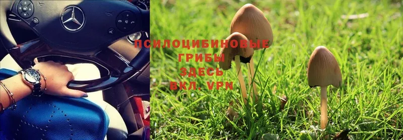 Галлюциногенные грибы Psilocybe  Ставрополь 